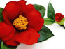 p30_Camellia.jpg