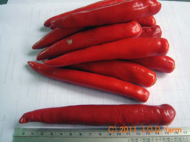 p20110322redpepper-04.jpg