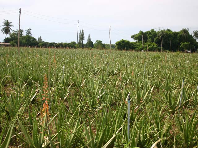 p20110506aloe-01.jpg