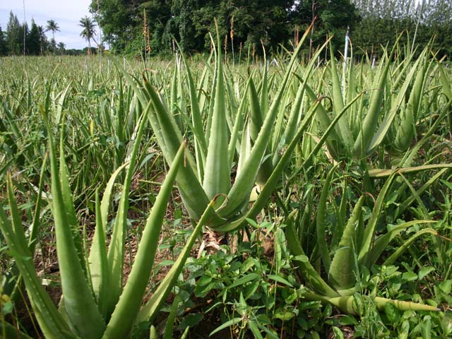 p20110506aloe-02.jpg