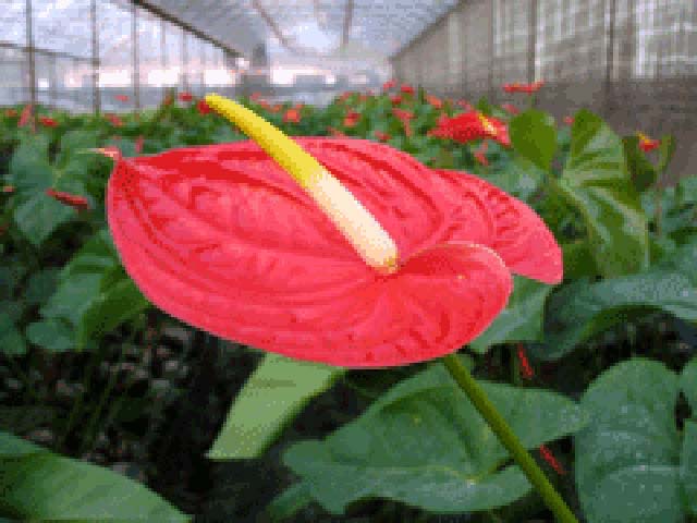 p20110506anthurium-01.jpg