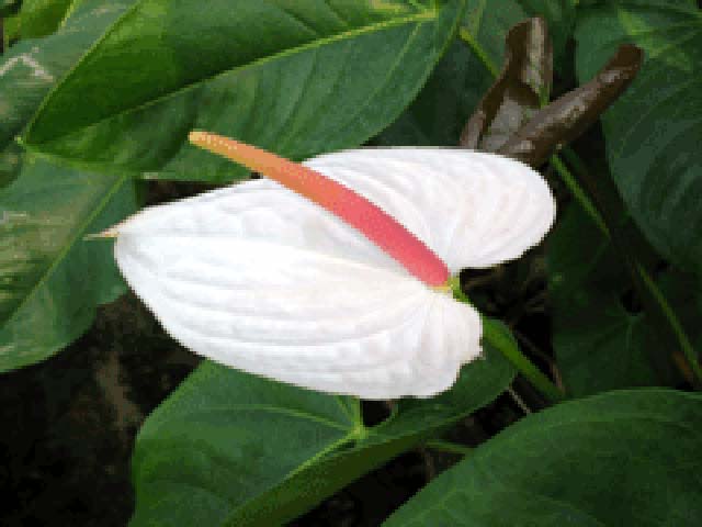 p20110506anthurium-03.jpg