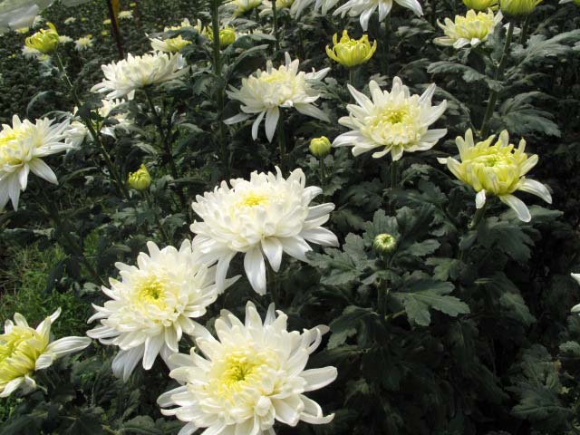 p20110506chrysanthemum-01.jpg