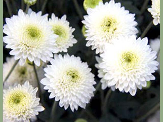 p20110506chrysanthemum-04.jpg