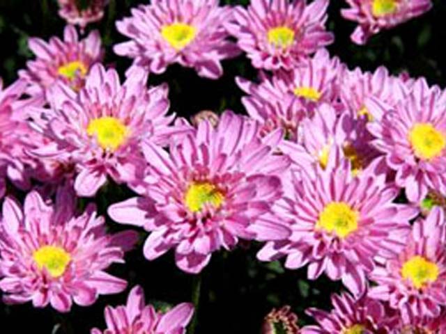 p20110506chrysanthemum-07.jpg