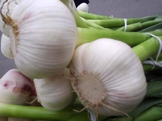 p20110506garlic-01.jpg