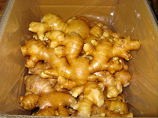p20110506ginger-04.jpg