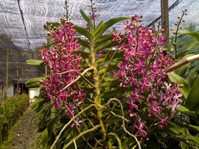 p20110506orchid-01.jpg