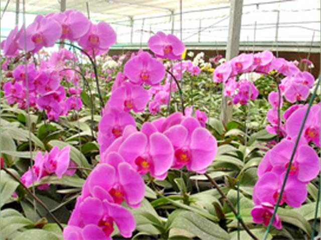 p20110506orchid-03.jpg