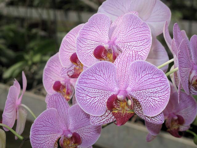 p20110506orchid-06.jpg