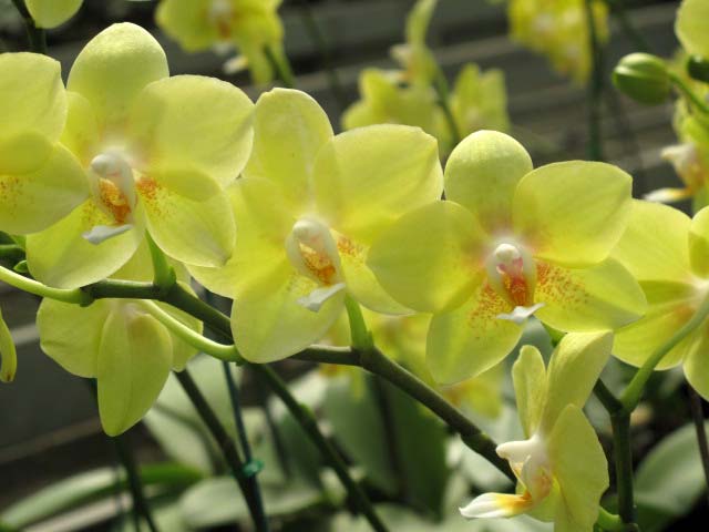 p20110506orchid-07.jpg