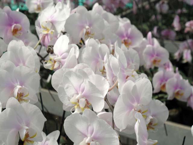 p20110506orchid-08.jpg