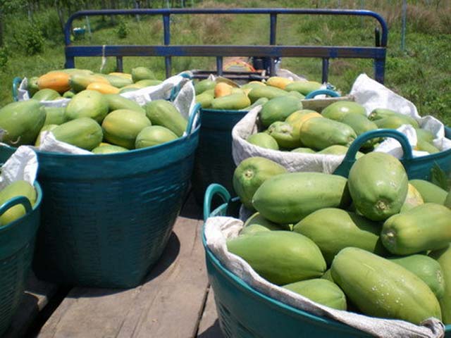 p20110506papaya-01.jpg