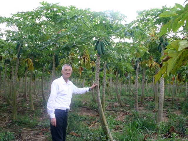 p20110506papaya-05.jpg