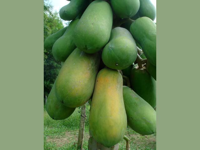 p20110506papaya-06.jpg