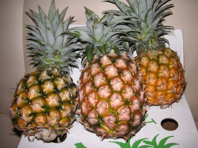 p20110506pineapple-02.jpg