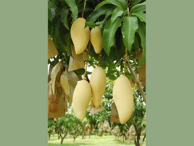 p20110507mango-04.jpg