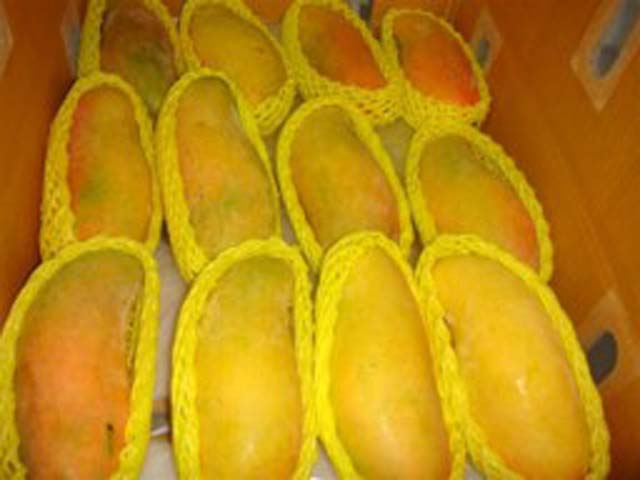 p20110507mango-06.jpg