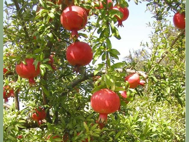 p20110507pomegra-02.jpg