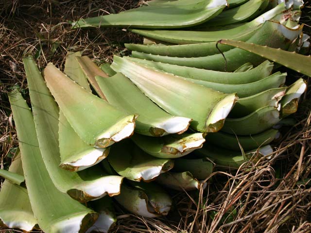 p20110529aloe-01.jpg