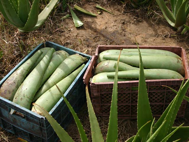 p20110529aloe-02.jpg