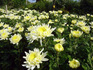 p20_Chrysanthemum.jpg