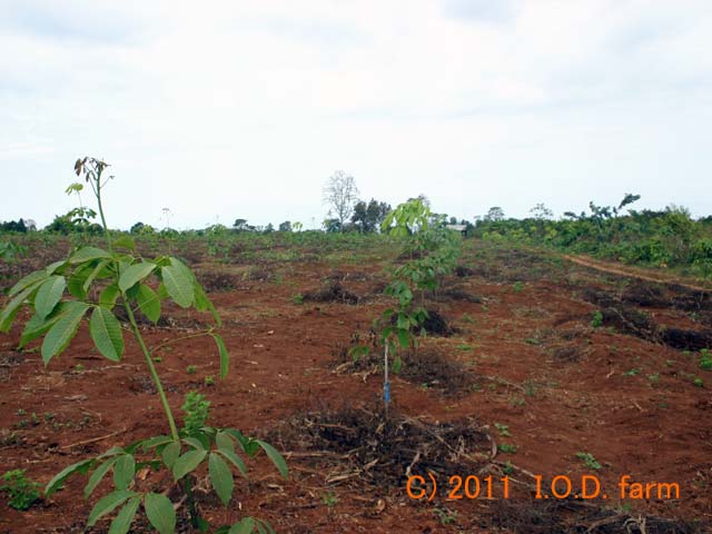 http://www.iodfarm.com/pic-iod/p20110330-05.jpg