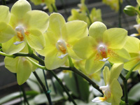 p20_Orchid.jpg